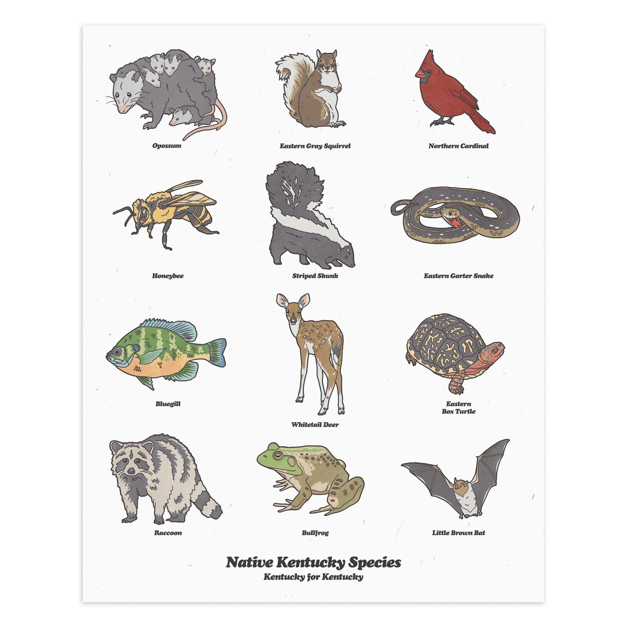 Kentucky Wildlife Print-Southern Socks